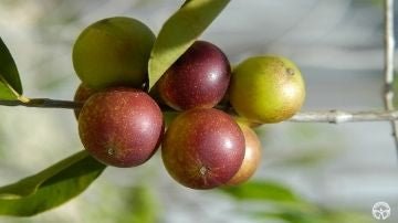 5 Amazing Health Benefits of Camu Camu Fruit - Mother Nature Organics