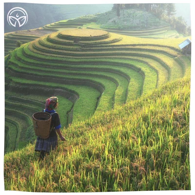 A person in traditional attire, with a woven basket, stands on vibrant terraced rice fields, basking in warm sunlight. The scene is serene and pastoral.