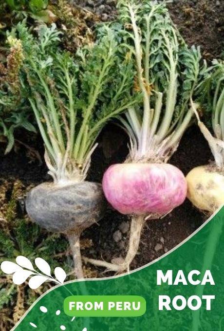 Maca Root, From Peru