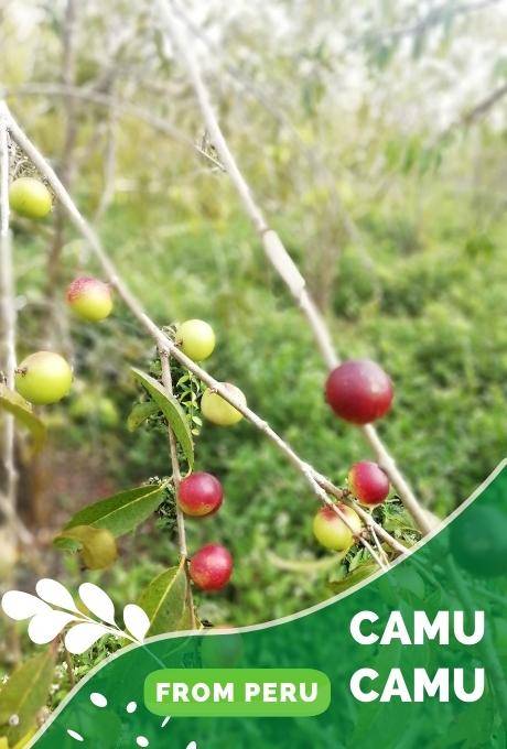 Camu Camu From Peru