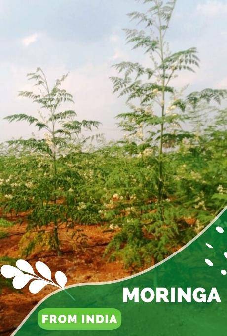 Moringa from India